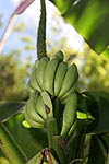 Bananen im Tijuca Nationalpark